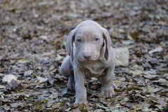 Stan des Belles Truffes