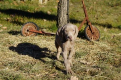 Stan des Belles Truffes