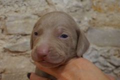 Stan des Belles Truffes