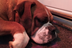 Les Belles Truffres - Nash & Pin'Up - Naissance 2020 - Jour 3