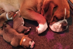 Les Belles Truffres - Nash & Pin'Up - Naissance 2020 - Jour 3