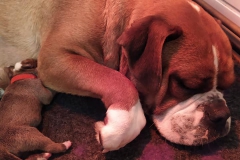 Les Belles Truffres - Nash & Pin'Up - Naissance 2020 - Jour 3