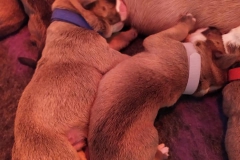 Les Belles Truffres - Nash & Pin'Up - Naissance 2020 - Jour 3