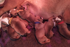 Les Belles Truffres - Nash & Pin'Up - Naissance 2020 - Jour 3