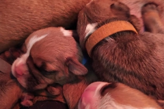 Les Belles Truffres - Nash & Pin'Up - Naissance 2020 - Jour 3