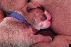 Les Belles Truffres - Nash & Pin'Up - Naissance 2020 - Jour 3