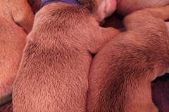 Les Belles Truffres - Nash & Pin'Up - Naissance 2020 - Jour 3