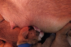 Les Belles Truffres - Nash & Pin'Up - Naissance 2020 - Jour 3