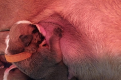 Les Belles Truffres - Nash & Pin'Up - Naissance 2020 - Jour 3