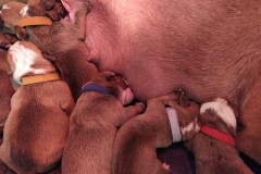 Les Belles Truffres - Nash & Pin'Up - Naissance 2020 - Jour 3