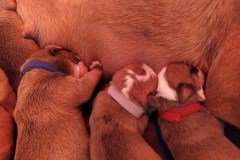 Les Belles Truffres - Nash & Pin'Up - Naissance 2020 - Jour 3