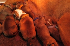 Les Belles Truffres - Nash & Pin'Up - Naissance 2020 - Jour 3