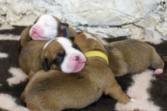 Chiots des Belles Truffes