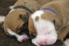 Les Truffes des Belles Truffes