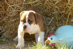 Kara des Belles Truffes