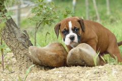 Paquito des Belles Truffes