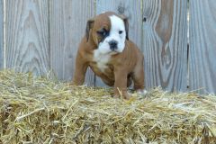 Raffut des Belles Truffes