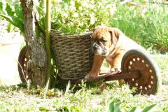 Rakai des Belles Truffes