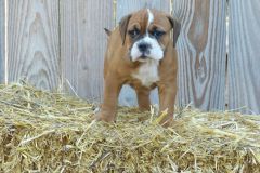 Rastapopoulos des Belles Truffes