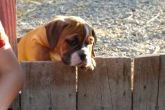 Rita des Belles Truffes