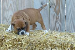 Rizzio des Belles Truffes