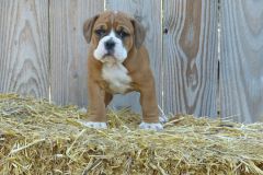 Rusty des Belles Truffes