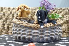 Rage des Belles Truffes