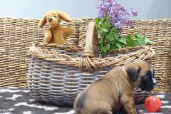 Rafale des Belles Truffes