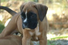 Rafale des Belles Truffes