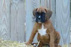 Rick des Belles Truffes