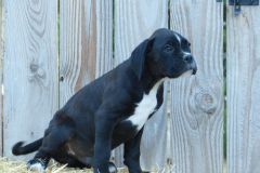 Rosco des Belles Truffes