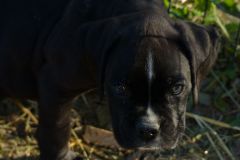 Rosco des Belles Truffes