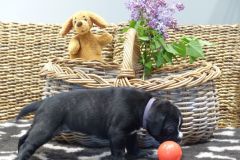 Roxa des Belles Truffes