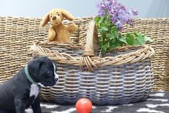 R'sapho des Belles Truffes