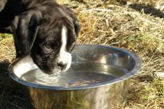 R'sapho des Belles Truffes