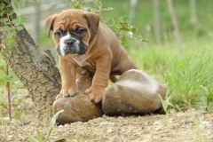 Ranger des Belles Truffes