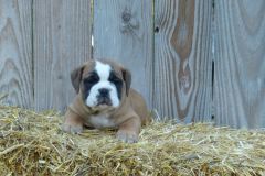 Raven des Belles Truffes