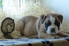 Raven des Belles Truffes