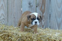 Romy des Belles Truffes