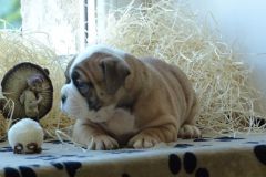 Romy des Belles Truffes