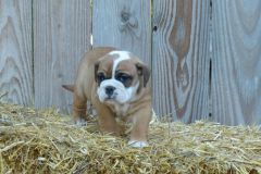 Romy des Belles Truffes