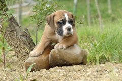 Royal des Belles Truffes