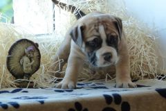 Royal des Belles Truffes