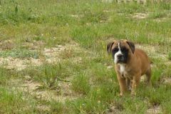 Ruben des Belles Truffes