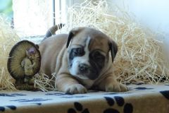 Ruben des Belles Truffes