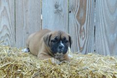 Rustine des Belles Truffes
