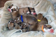 Les Truffettes des Belles Truffes