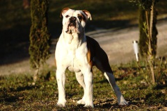 TONTON CORLEONE DES BELLES TRUFFES