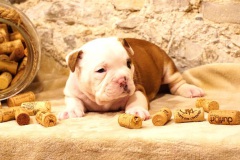 TONTON CORLEONE DES BELLES TRUFFES