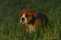 Les Belles Truffes - Bulldog Continental - Femelle - Phrishka des Pipettechorizo